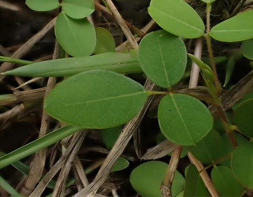 Desmodium adscedans