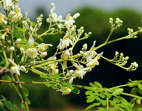 Moringa oleifera