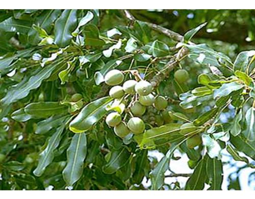 Butyrospermum parkii