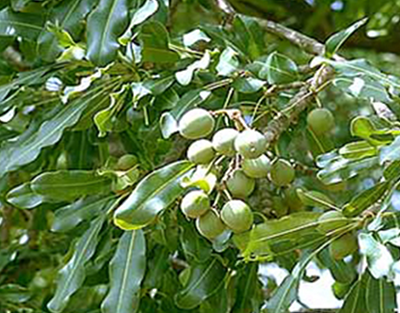 Butyrospermum parkii