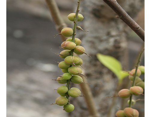 Achornea cordifolia