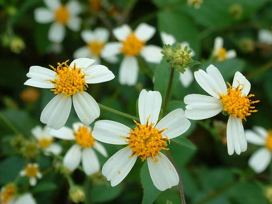 Bidens Pilosa