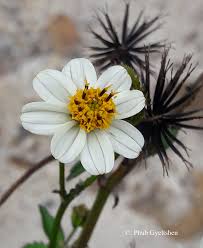 Bidens Pilosa